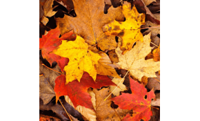 Comment faire des économies d énergie cet automne ?